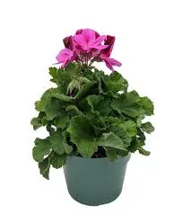 6" Martha Washington