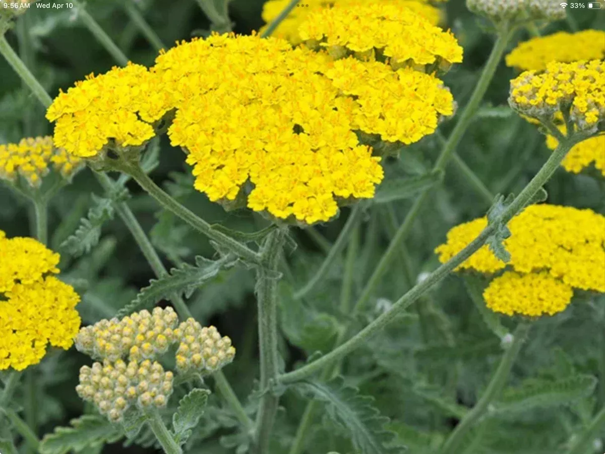 Achillea hybrida Moonshine