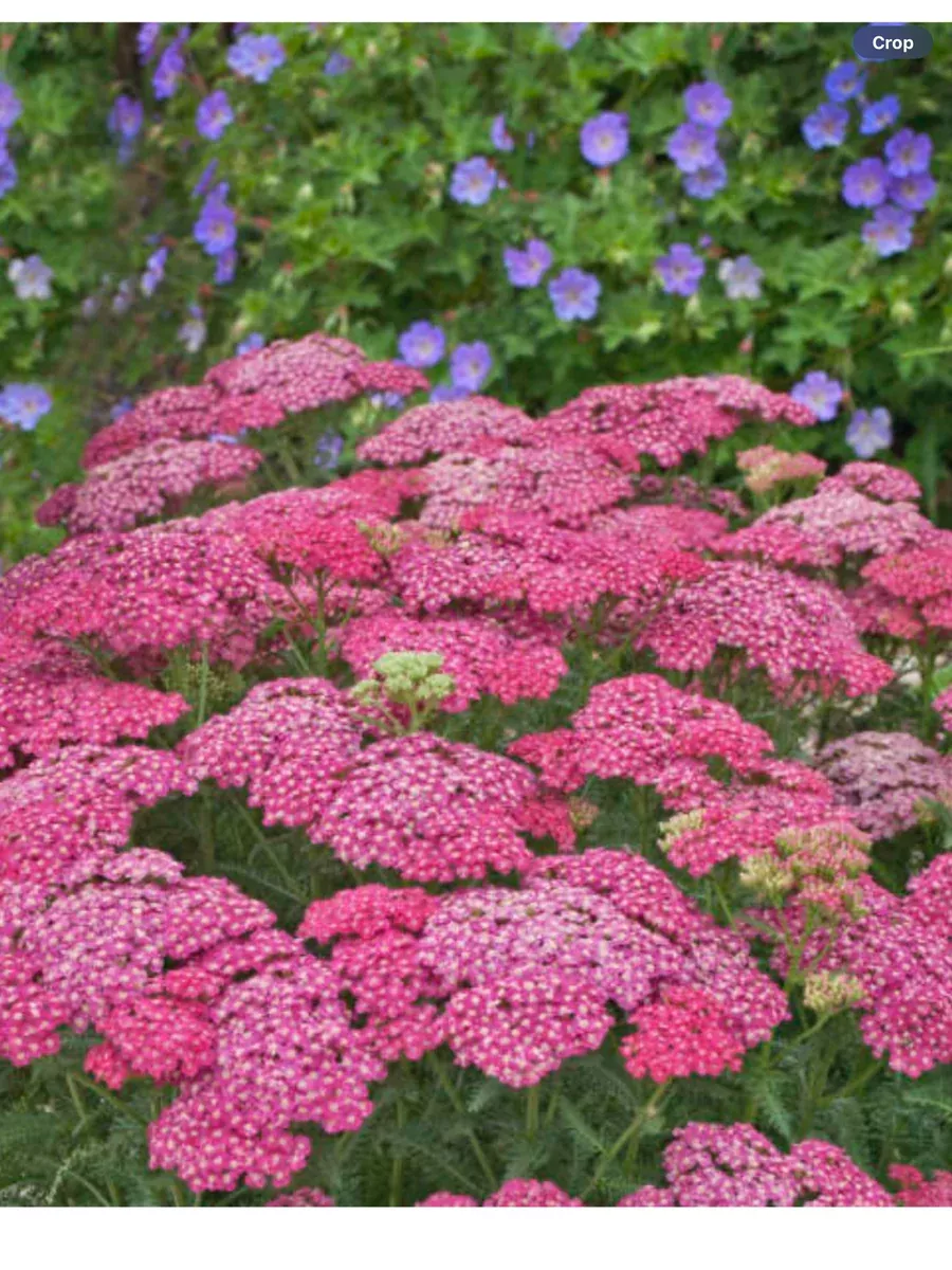 Achillea millefolium Saucy Seduction