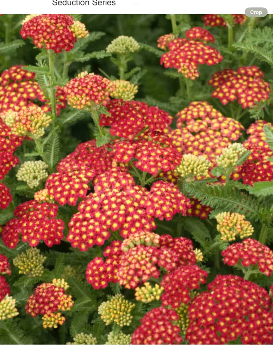 Achillea millefolium Strawberry Seduction