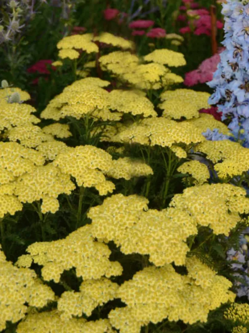 Achillea millefolium Sunny Seduction