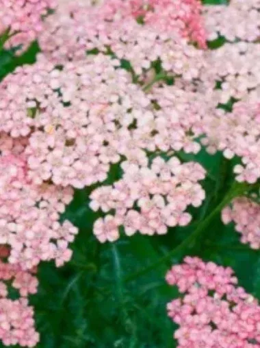 Achillea millefolium Tutti Fruit Pink Grapefruit