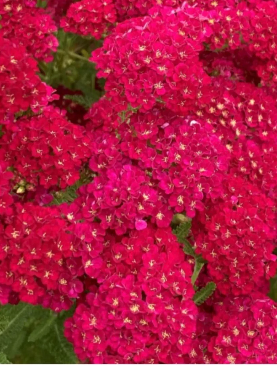 Achillea millefolium Tutti Fruitti Pomegranate