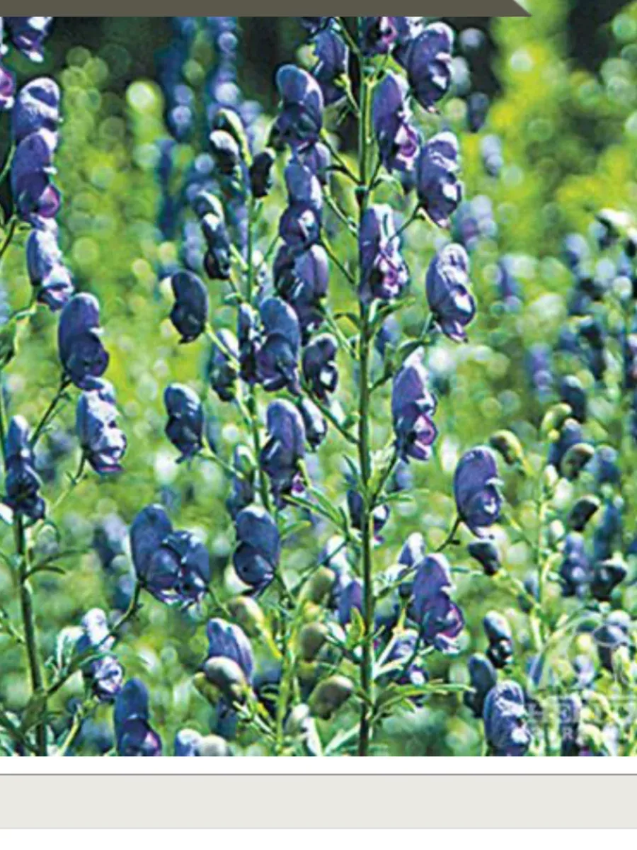 Aconitum carmichaellii Arendsii