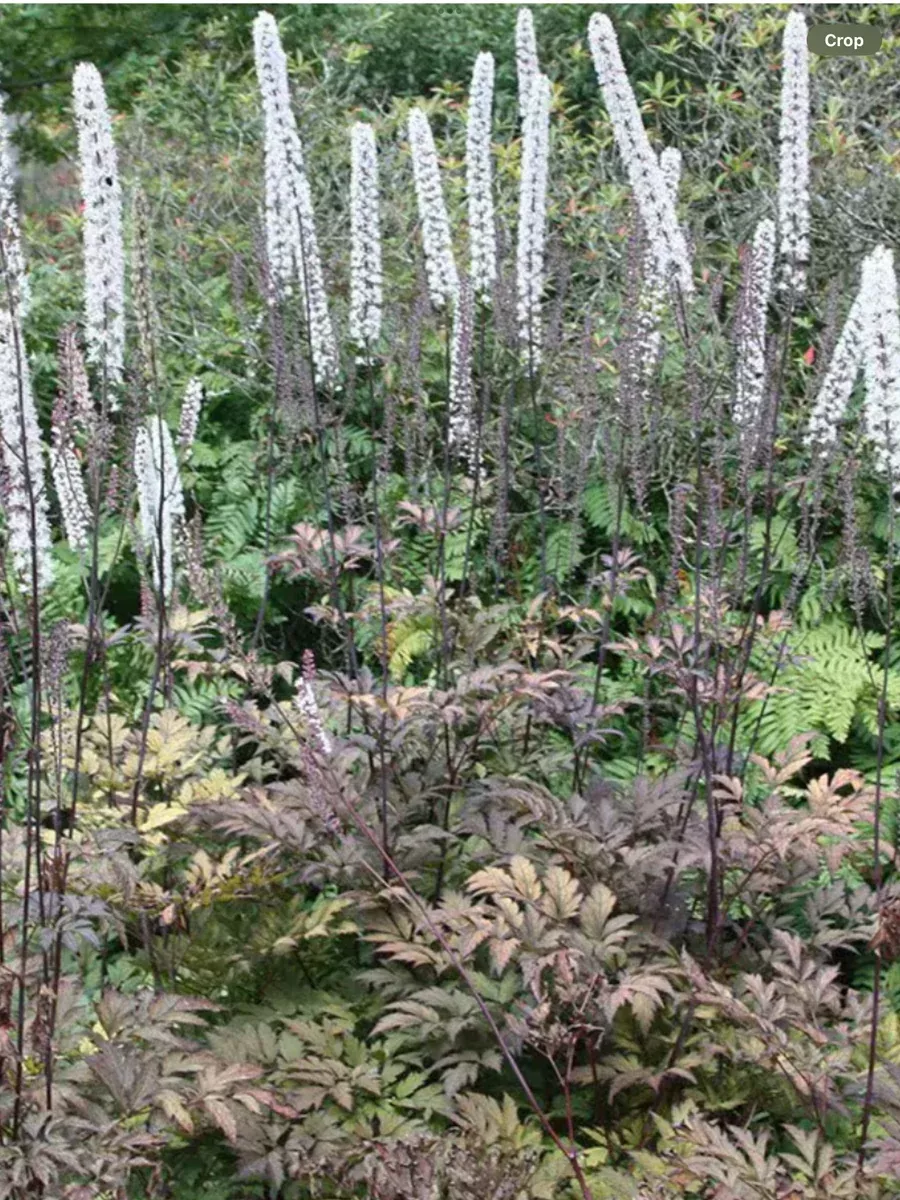 Actaea Atropurpurea