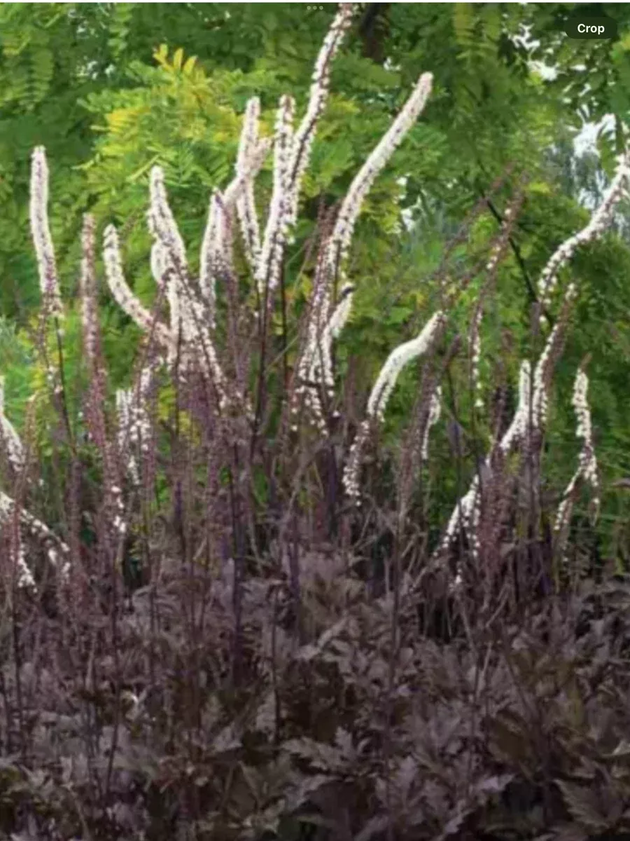 Actaea Black Negligee
