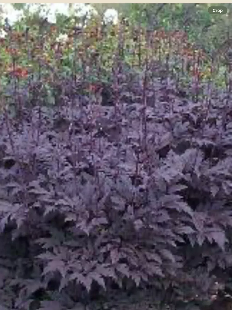 Actaea Brunette