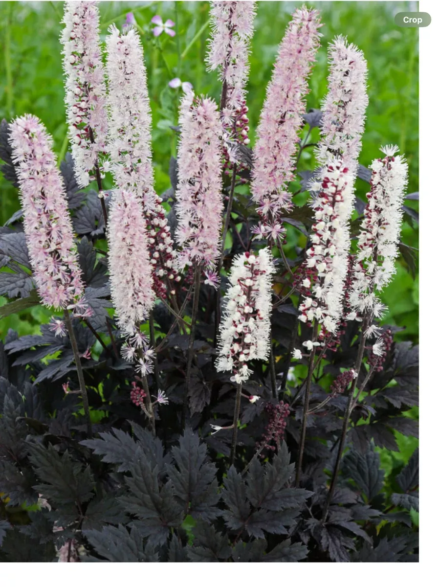 Actaea Chocoholic