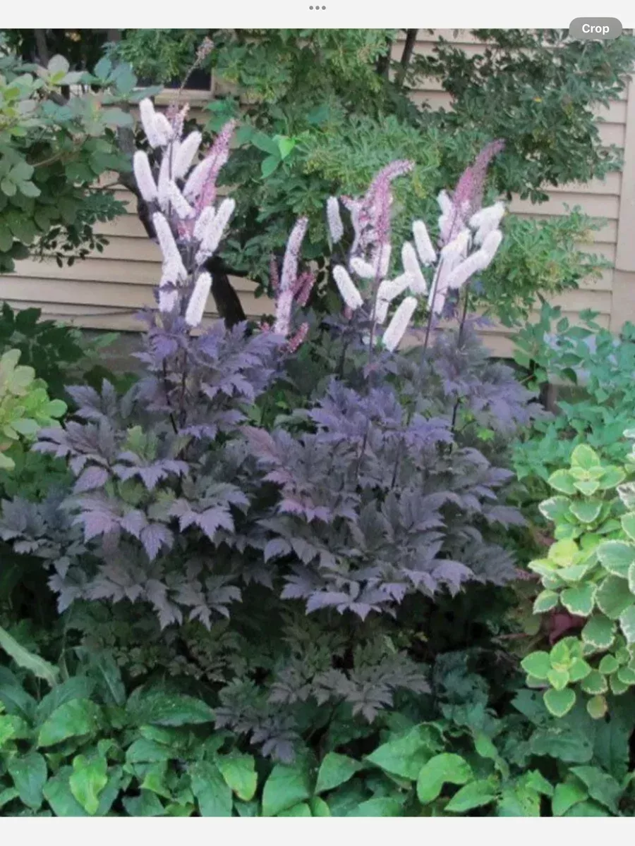 Actaea Hillside Black Beauty