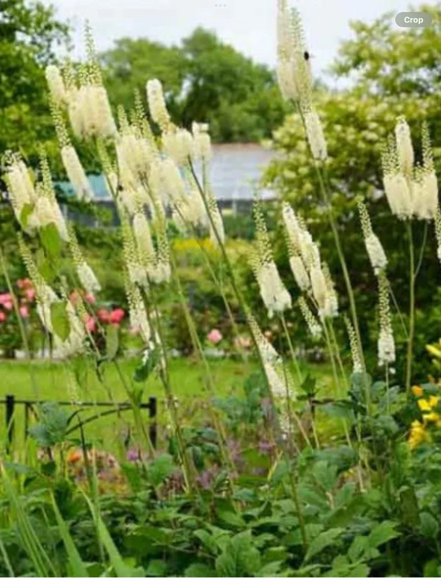 Actaea Racemosa