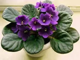 African Violets Assorted