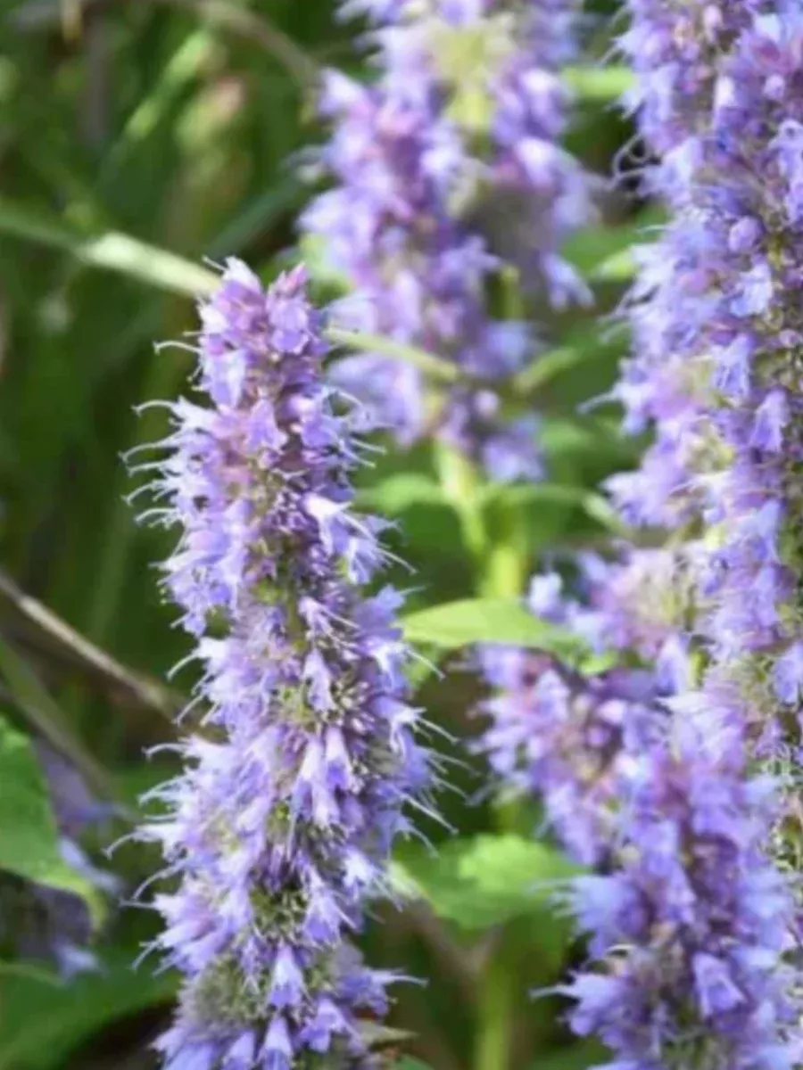 Agastache Blue Fortune