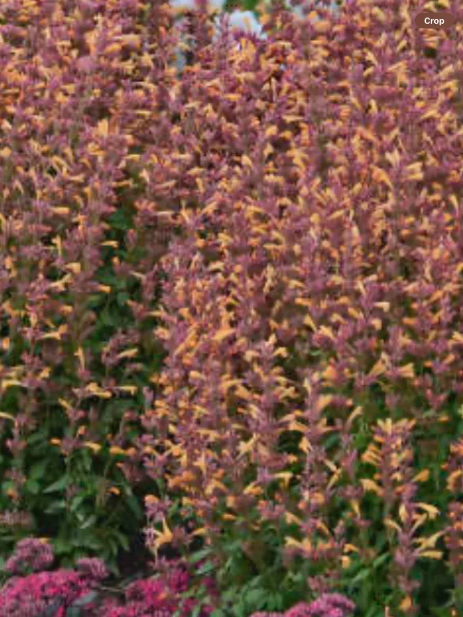 Agastache Peachie Keen