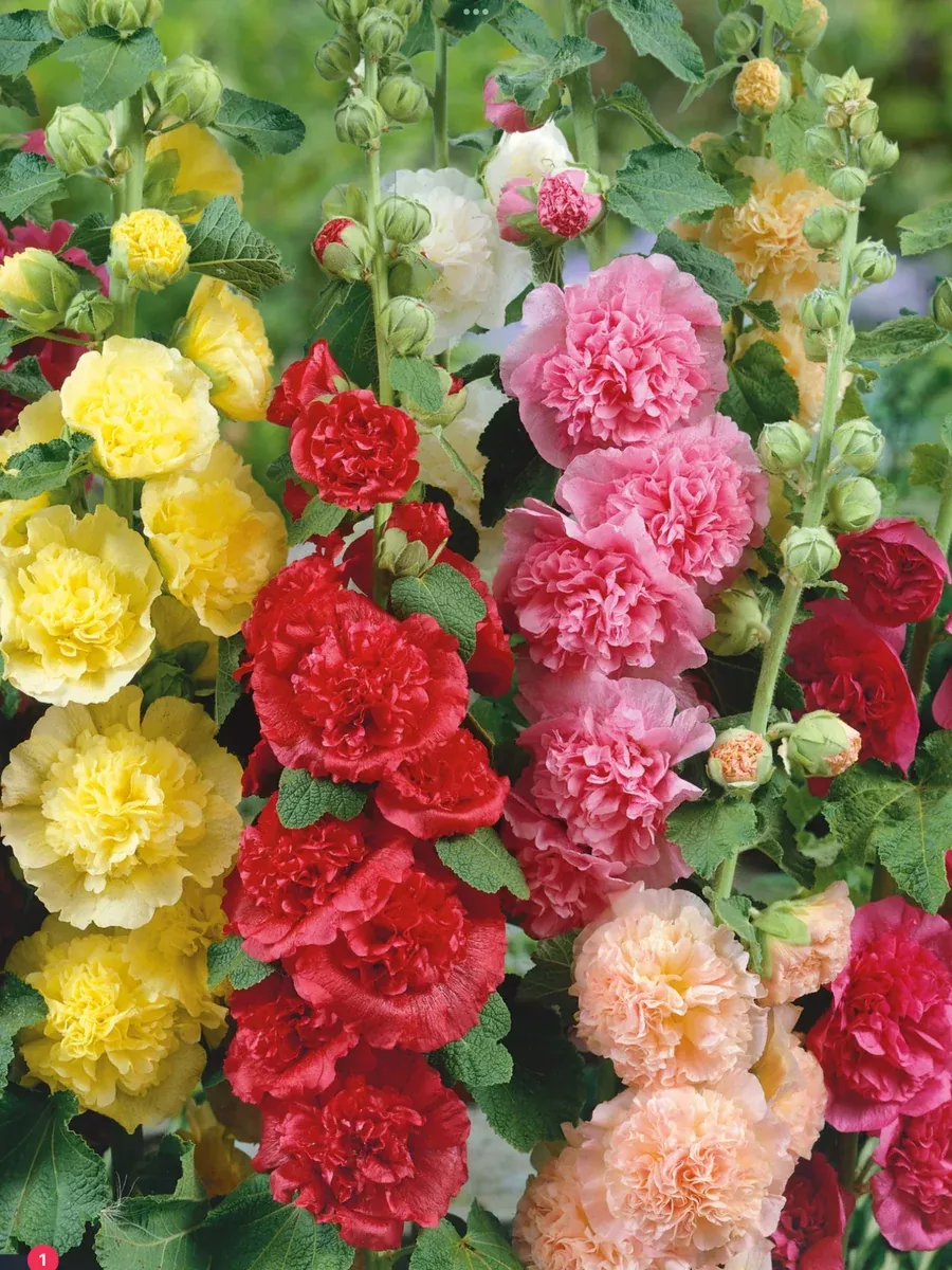 Alcea Chater’s Series Mix