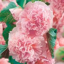 Alcea Chater’s Series Pink
