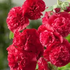 Alcea Chater’s Series Red