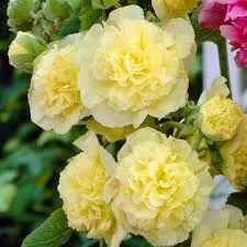 Alcea Chater’s Series Yellow
