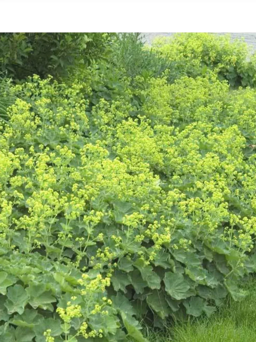 Alchemilla Mollis