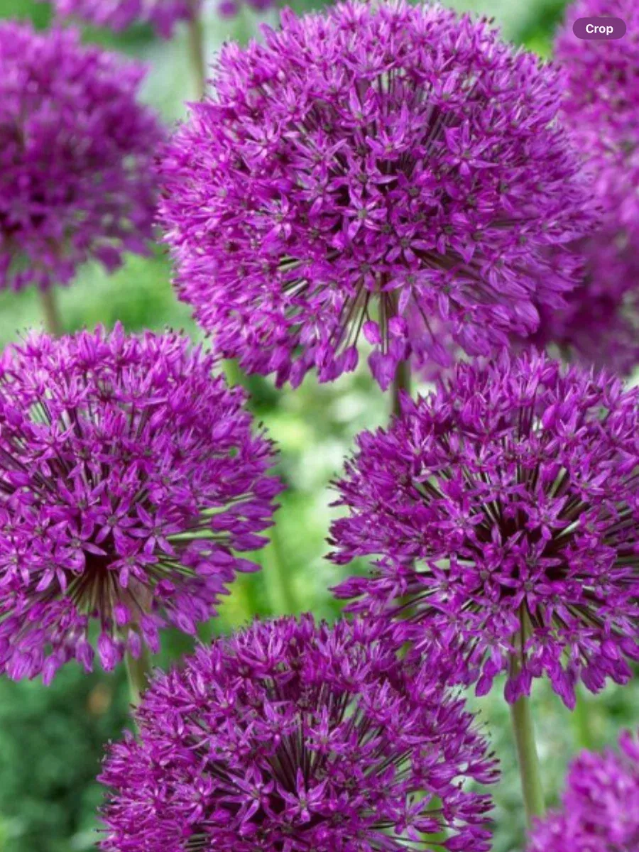 Allium aflatunense Purple Sensation