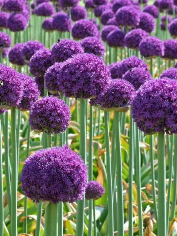 Allium Ambassador