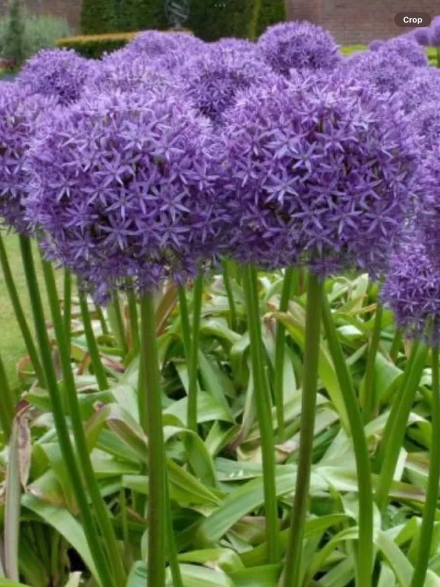 Allium hybridGlobemaster