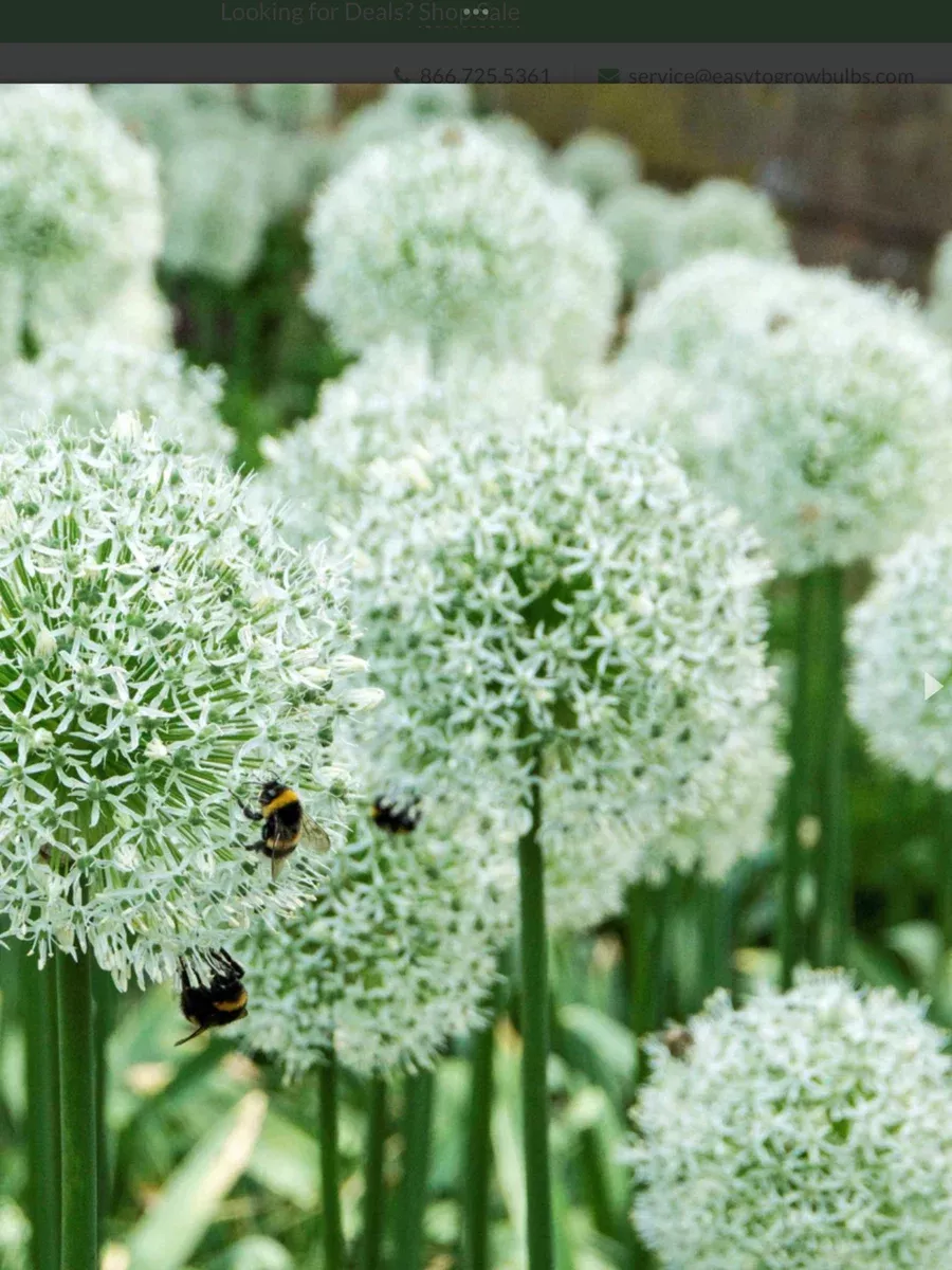 Allium spipitatum Mount Everest