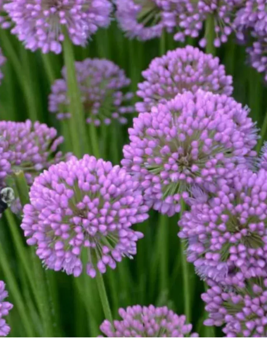 Allium x senescens Millenium