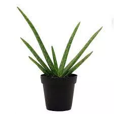 Aloe Vera Barbadensis