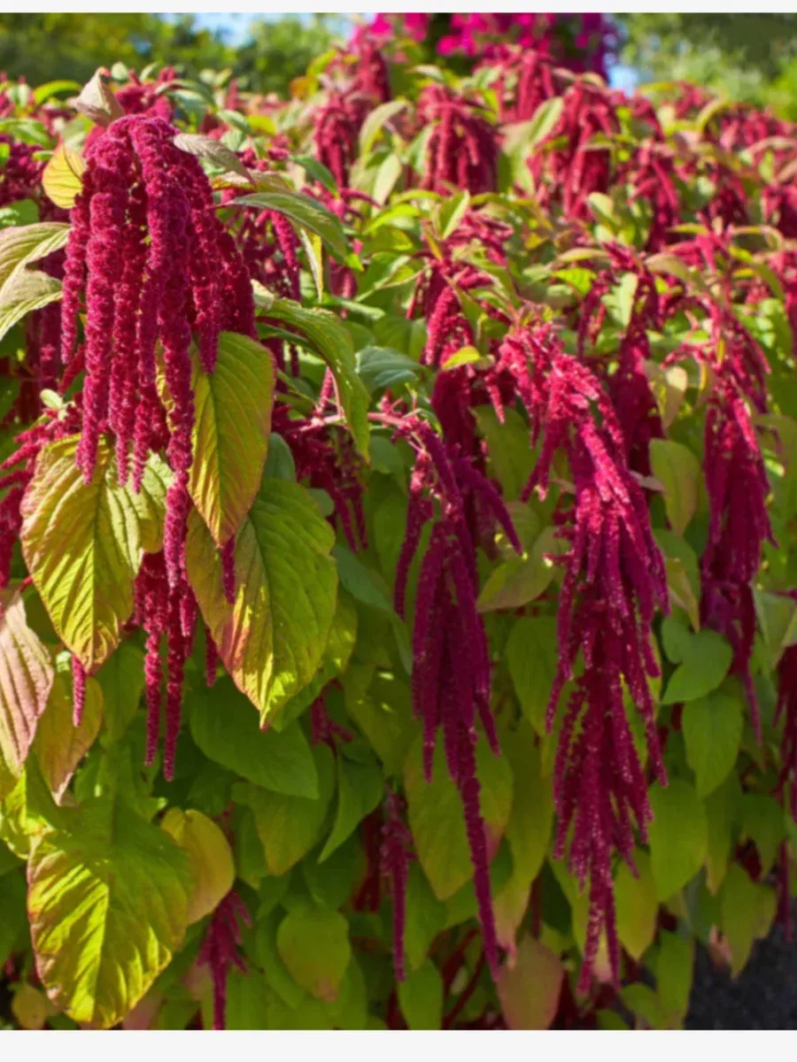 Amaranth Love Lies Bleeding