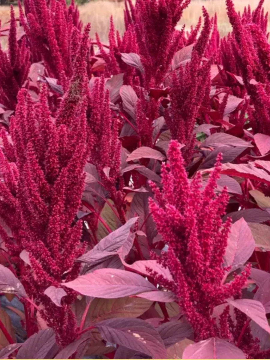 Amaranth Velvet Curtains