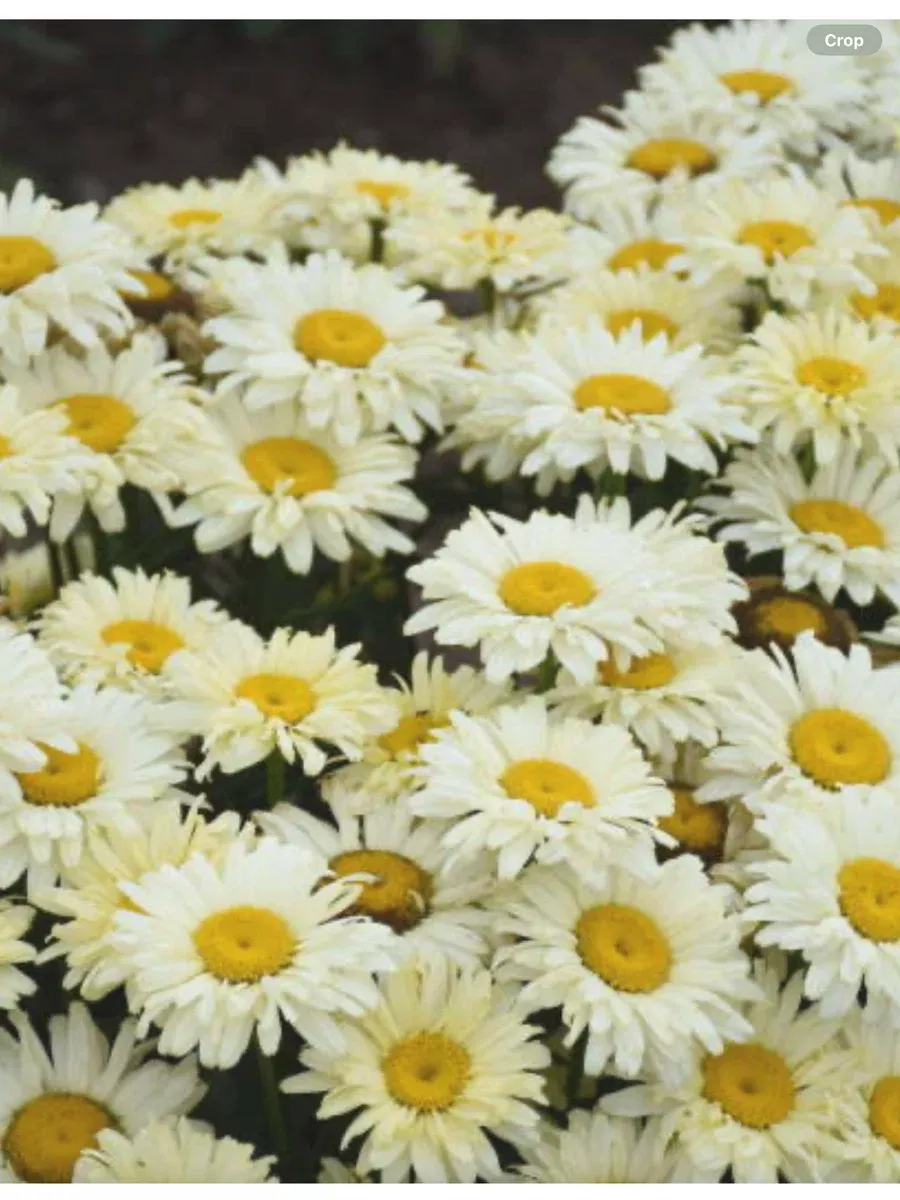 Amazing Daisies 'Banana Cream' Shasta DaisyLeucanthemum superbum