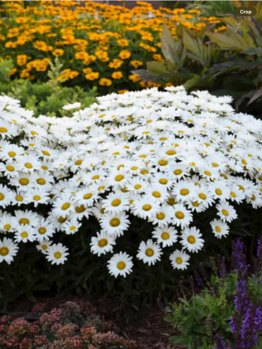 Amazing Daisies Daisy May Shasta DaisyLeucanthemum superbum
