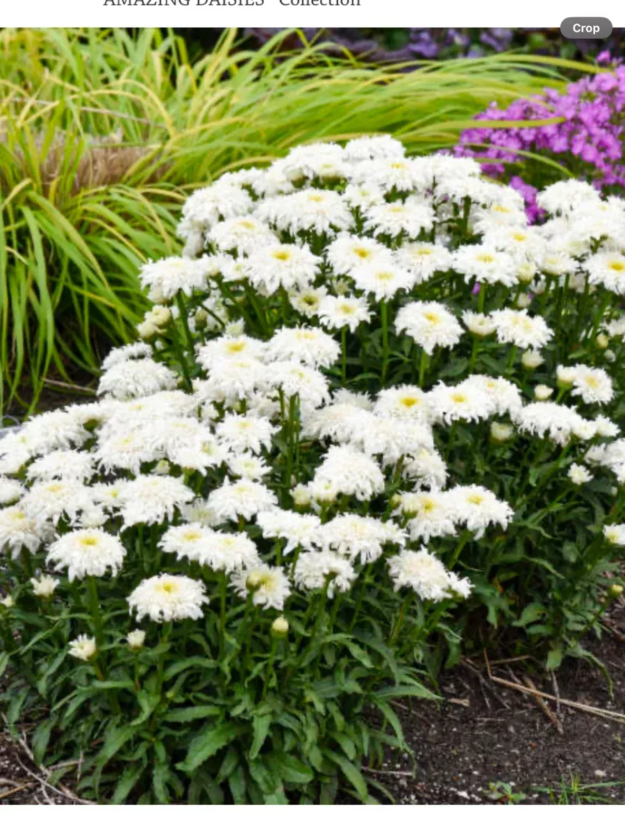 Amazing Daisies 'Marshmallow' Shasta DaisyLeucanthemum superbum