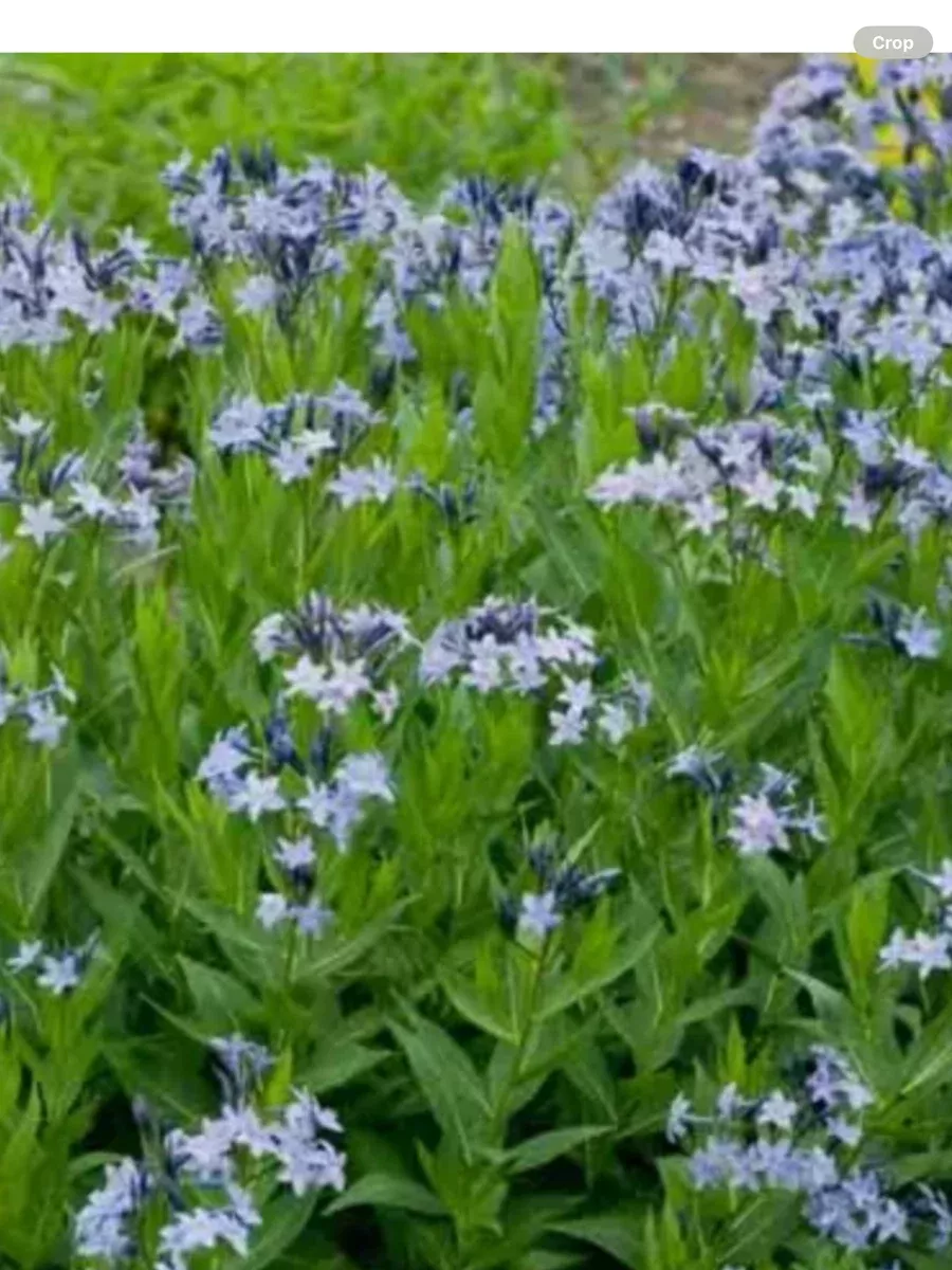 Amsonia tabernaemontana Blue Ice