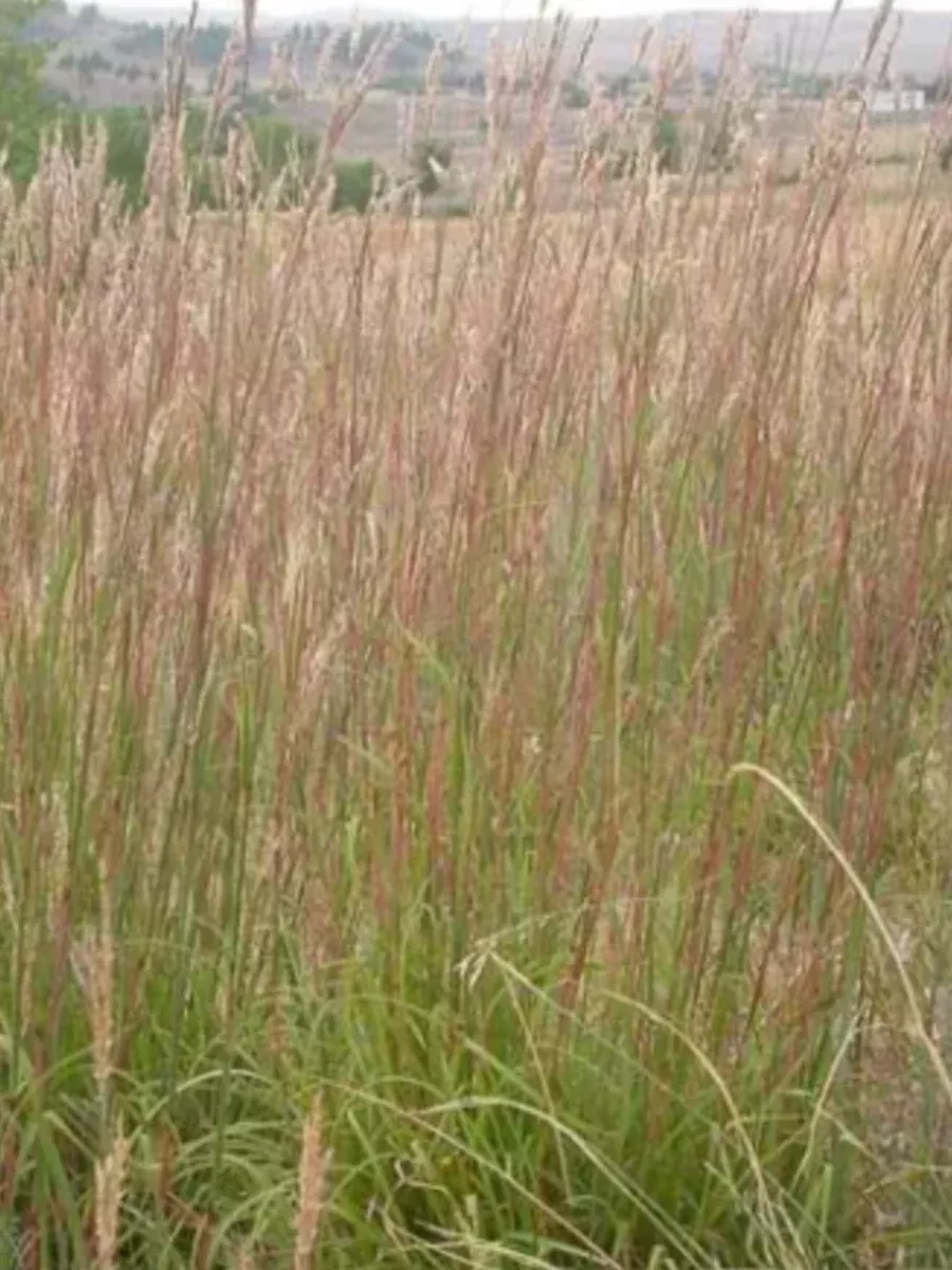 Andropogon Geradii