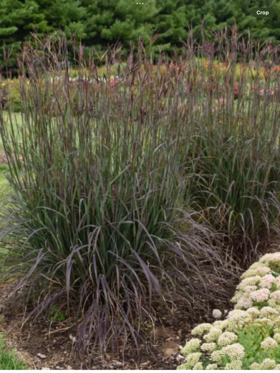 Andropogon gerardii ‘Blackhawks’