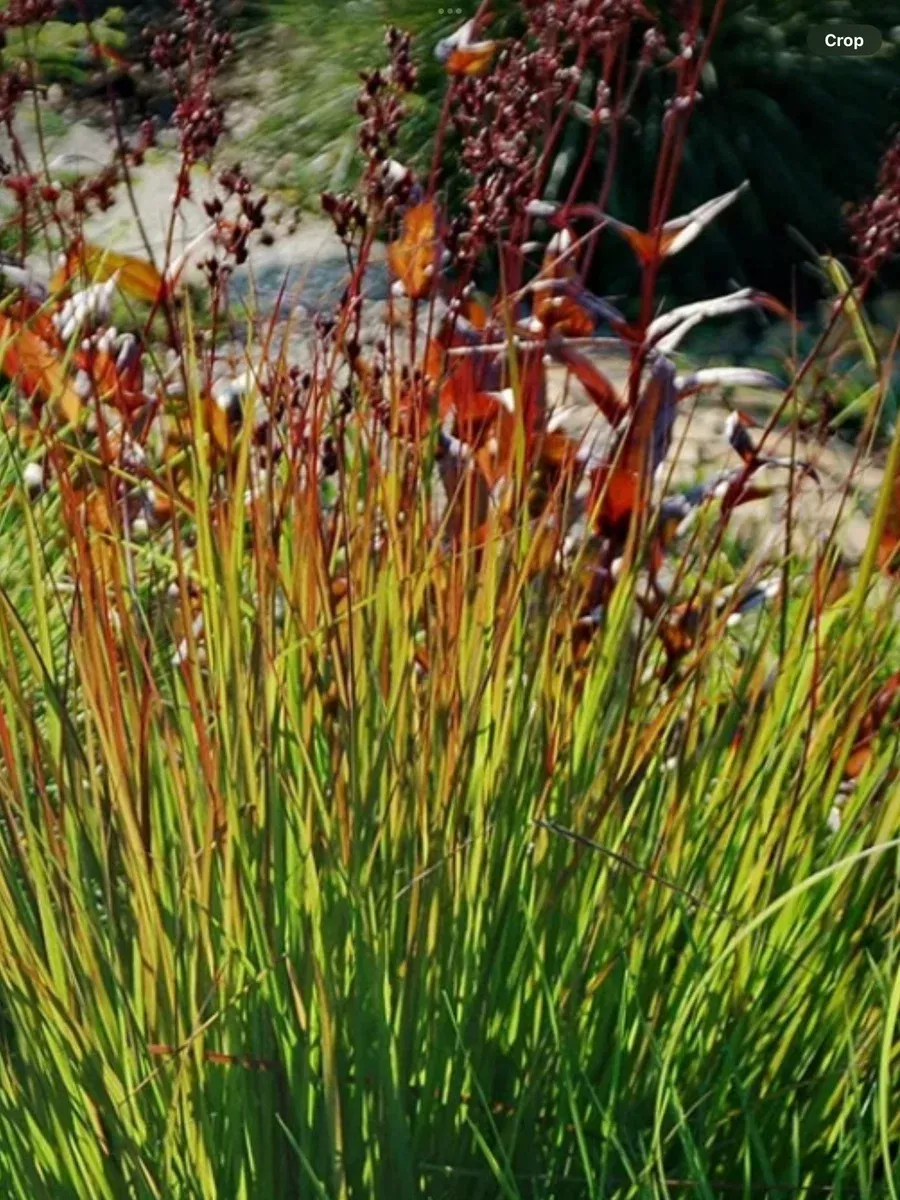 Andropogon gerardii Rain Dance
