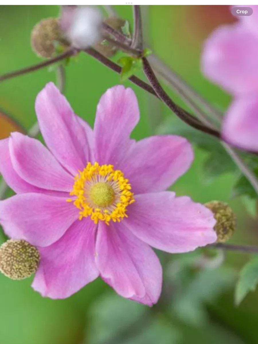 Anemone hupehensis japonica Pamina