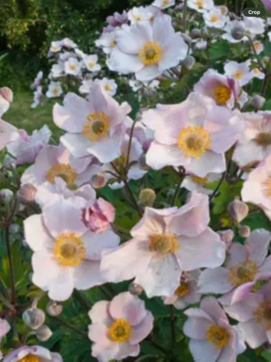 Anemone hupehensis September Charm
