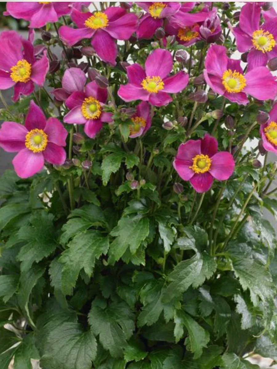 Anemone hupehensisRed Riding Hood