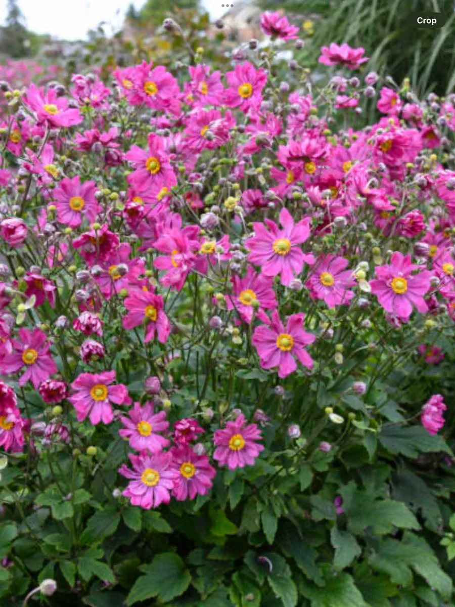 Anemone Japanese Curtain Call Deep Rose