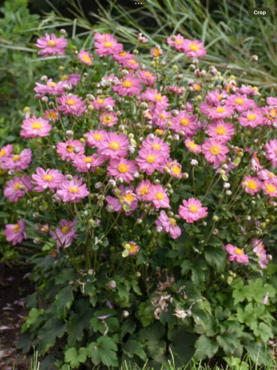 Anemone Japanese Curtain Call Pink