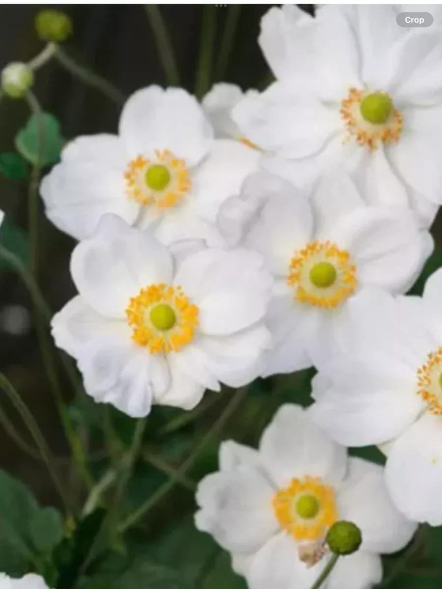 Anemone Japanese Honorine Jobert