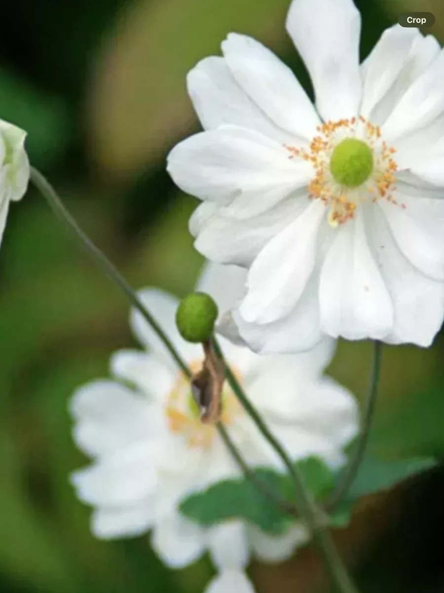 Anemone Japanese Whirlwind