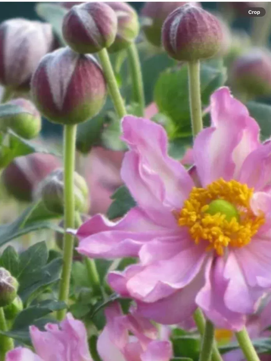 Anemone japonica Fantasy Pocahontas