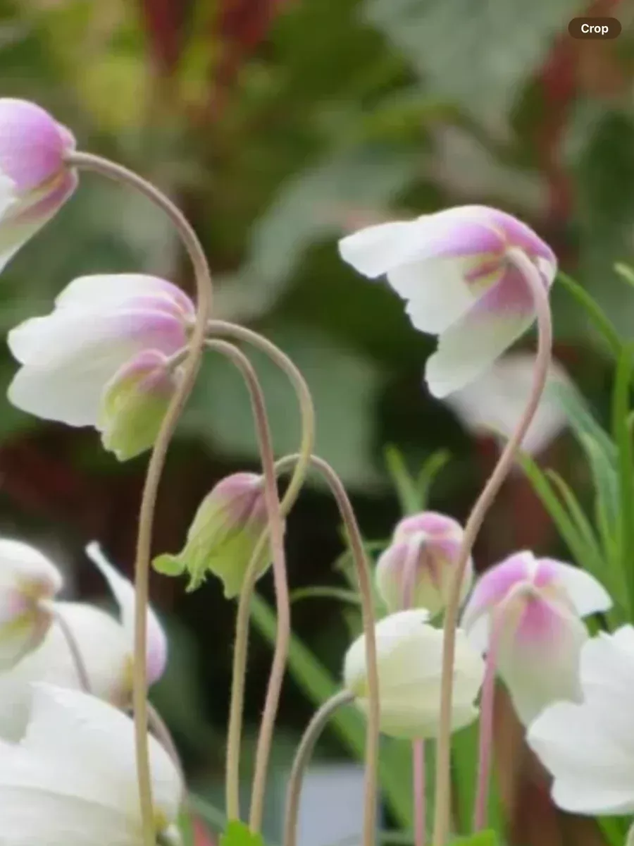 Anemone sylvestris Snowdrop