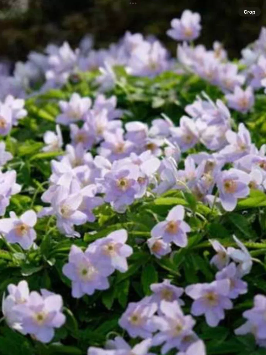 Anemone tomentoasa Robustissima