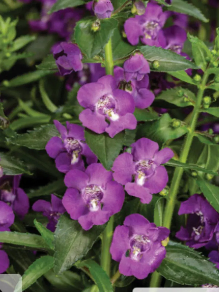 Angelface Super Blue Summer SnapdragonAngelonia angustifolia