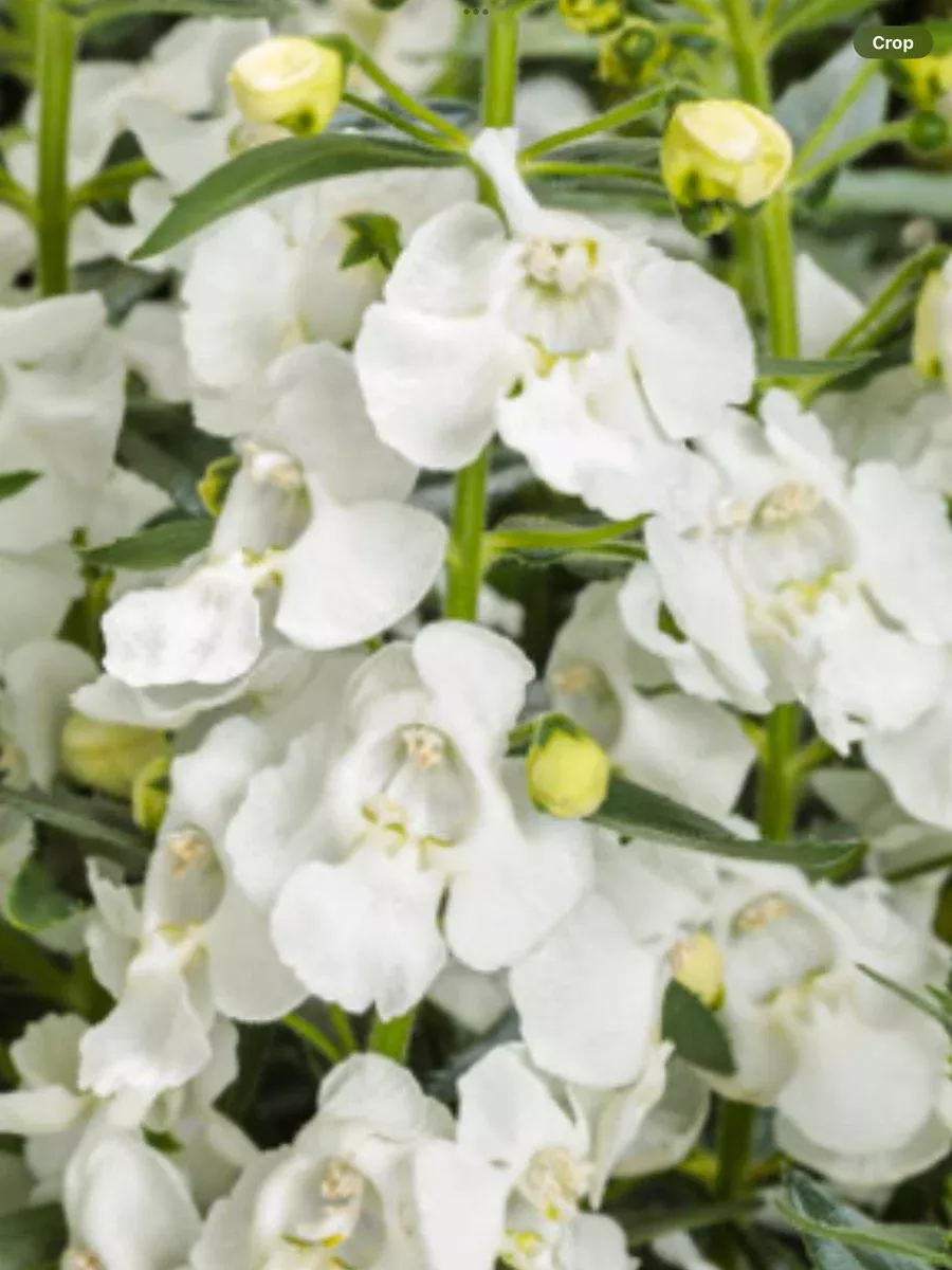 Angelface Super White Summer SnapdragonAngelonia hybrid