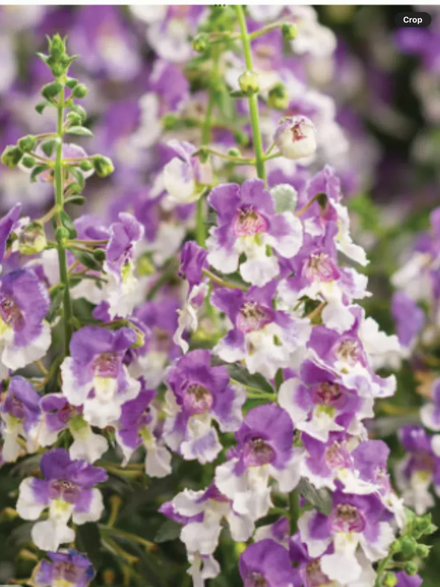 Angelface Wedgwood Blue Summer SnapdragonAngelonia hybrid